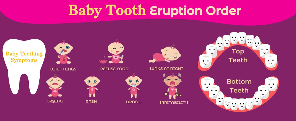 Baby teething chart — complete primary teeth eruption timeline showing order of teeth appearance in infants