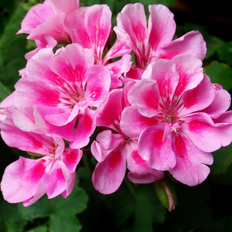 Soothe and calm your baby with Geranium Oil