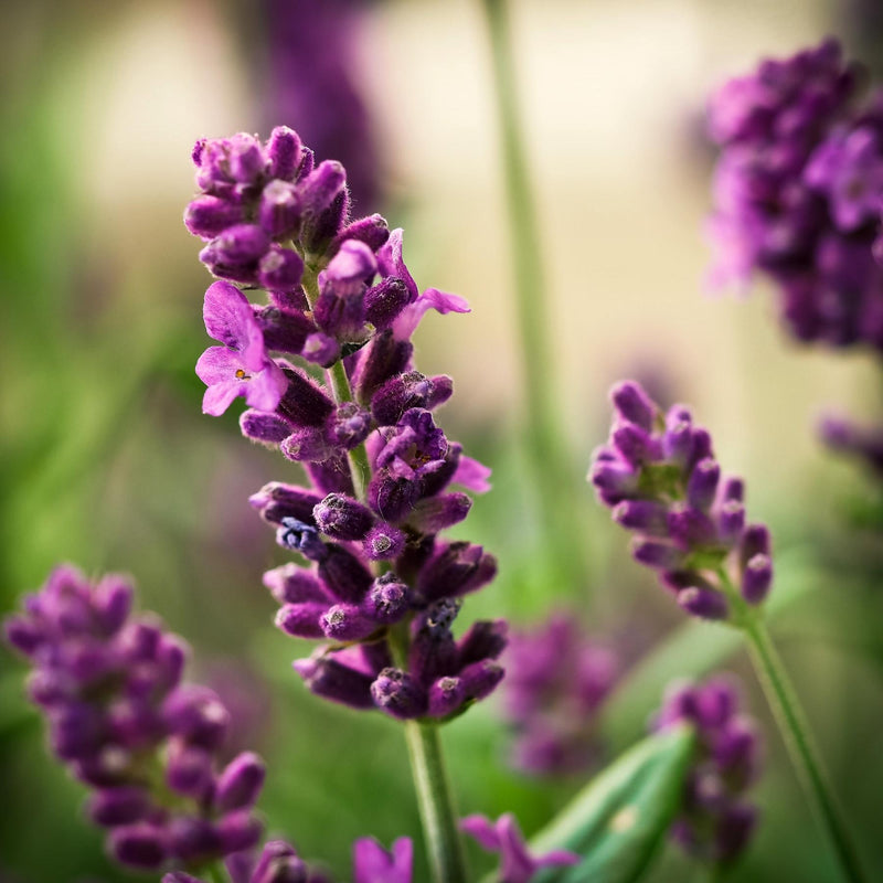 NATURAL & PURE Lavender Oil