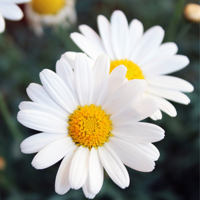 Soothe teething babies with Therapeutic Grade Chamomile Roman Essential Oil, easing pain & promoting relaxation naturally.