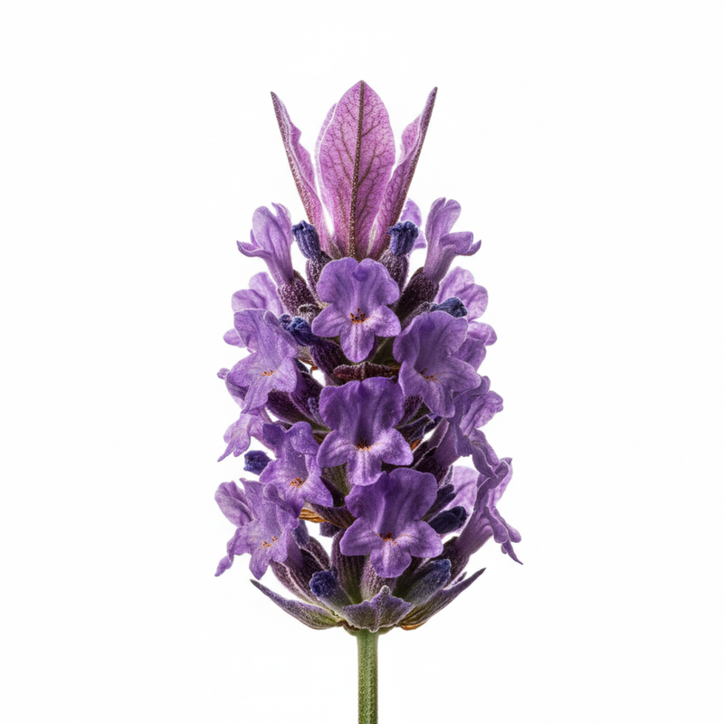 Lavender Flower in 1800x1800 pixel